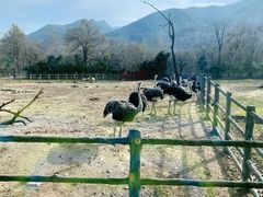 -西安秦岭野生动物园