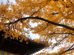 -红螺寺