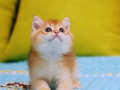-Bastet sally猫舍购宠(静安店)