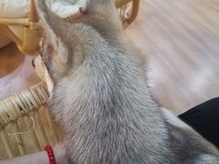 -Husky Go! 哈士奇体验馆·宠物咖啡厅狗咖