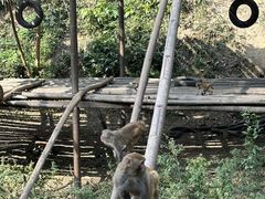 -西双版纳原始森林公园