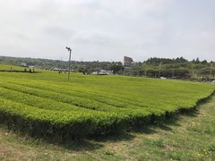 -雪绿茶博物馆