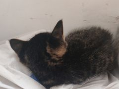 -艾贝尔宠物医院 ·内科全科(梁溪路店)