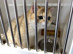 -东方名猫馆·英短金渐层布偶猫舍(环线广场1号楼店)