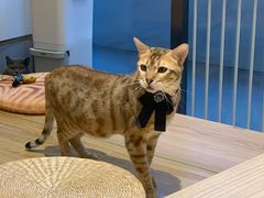 -啵啵喵·猫咖(攀华国际店)