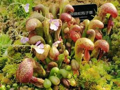 -昆明植物园