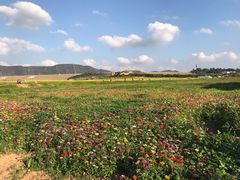 -光明小镇欢乐田园
