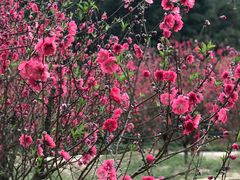 -南国桃园旅游度假区