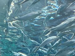 -上海海洋水族馆