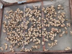 -蚝乡农庄(铁涌赤岸店)