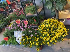 -溪岸路花鸟市场