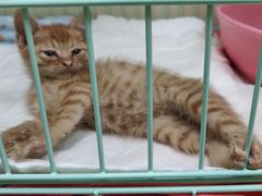 -瑞鹏宠物医院犬猫全科(真大分院)