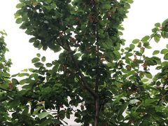 -樱桃山旅游景区