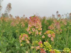 -中国天府农业博览园