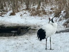 -钏路市丹顶鹤自然公园