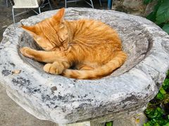 -喵屿·大理花园猫咖
