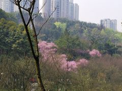 -龙头寺公园