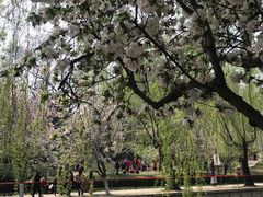 -海棠花溪(元大都城垣遗址公园)