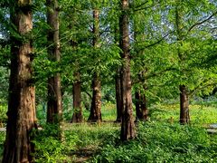 -国家植物园南园