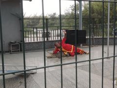 -中国扬子鳄村