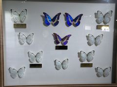 -上海昆虫博物馆