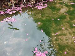 -成都市活水公园