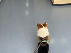 -泰康动物医院·猫科中心·外科中心(塘沽店)