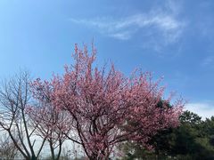 -北京九华山庄会展酒店