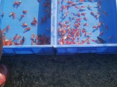 -中环花鸟鱼虫市场