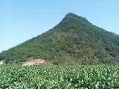 -文雅轩茶叶(锦和越界田林坊店)