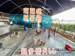 -柴犬高等学院·狗咖·柴犬售卖·宠物训练