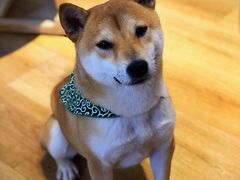 -柴犬小屋·柴餐厅·狗咖食堂(金鼎广场店)