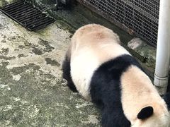 -重庆动物园·东二门售票处