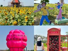 -杭州湾海上花田景区