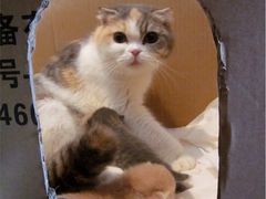 iphone_upload_pic-Bastet sally猫舍购宠(静安店)