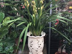 -秦美花卉(天朗·莱茵小城2期店)