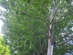 -呷哺呷哺 黄金牧场 (大港油田幸福广场店)