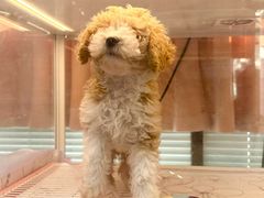 -翊宠yipet猫狗购宠庄园犬舍•猫舍