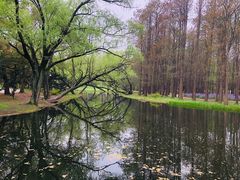 -上海共青森林公园