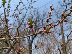 -桃花堤公园