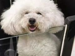-博特宠物医院24h犬猫全科.骨科·异宠
