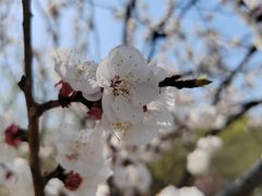 -北京西山国家森林公园