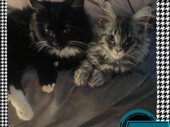 -欣宠猫屋·矮脚拿破仑·蓝金金渐层