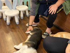 -柯斗斗主题餐厅·狗咖·围炉煮茶·茶饮(国瑞升平里店)