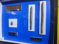 -上海昆虫博物馆