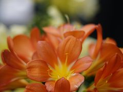 -长木花园
