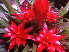 -花鸟鱼虫鲜花绿植市场(玉泉路店)