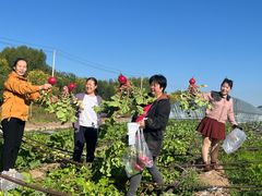 -庞各庄翠芳园西瓜蔬菜基地采摘园