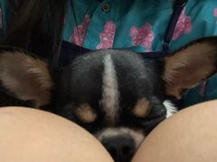 -藦茜花园宠物主题亲子互动体验馆(国顺东路店)