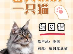 -翊宠yipet猫狗购宠庄园犬舍•猫舍